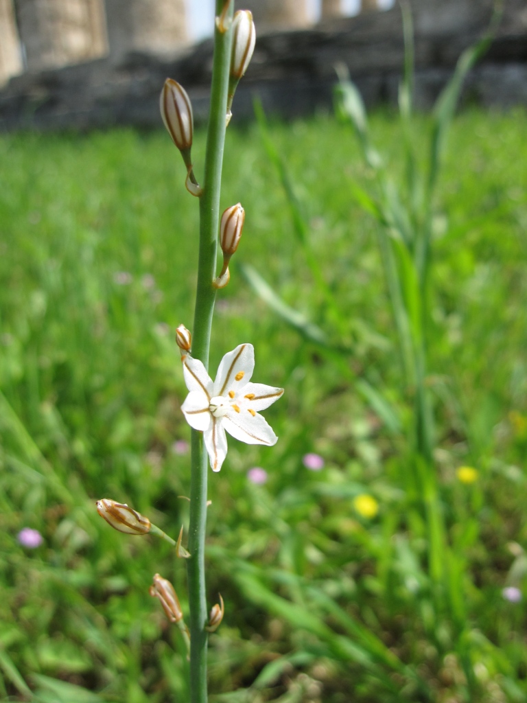 Asphodelus fistulosus